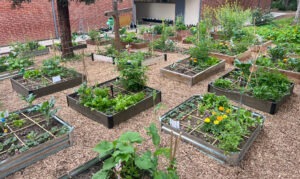 An array of raised garden beds with thriving greenery